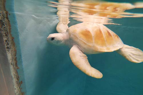 Green leucistic turtle Cloud in the tank at ORP Turtle Rescue Centre Maldives