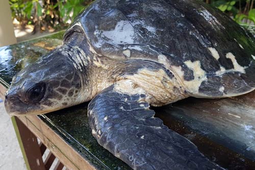 Ghost gear victim olive ridley turtle Moodhu Vina at the ORP Turtle Rescue Centre Maldives