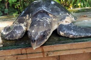 Ghost gear victim olive ridley turtle Moodhu Vina at the ORP Turtle Rescue Centre Maldives