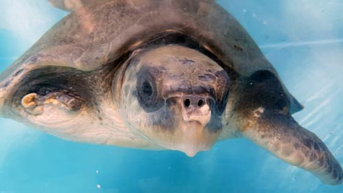 Ghost net amputee olive ridley turtle Maldives