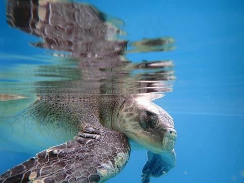 Olive ridley turtle patient Lynn at ORP Marine Turtle Rescue Centre Maldives