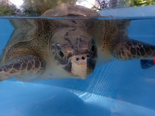 Olive ridley turtle patient Tiff at the Olive Ridley Project Turtle Rescue Centre Maldives