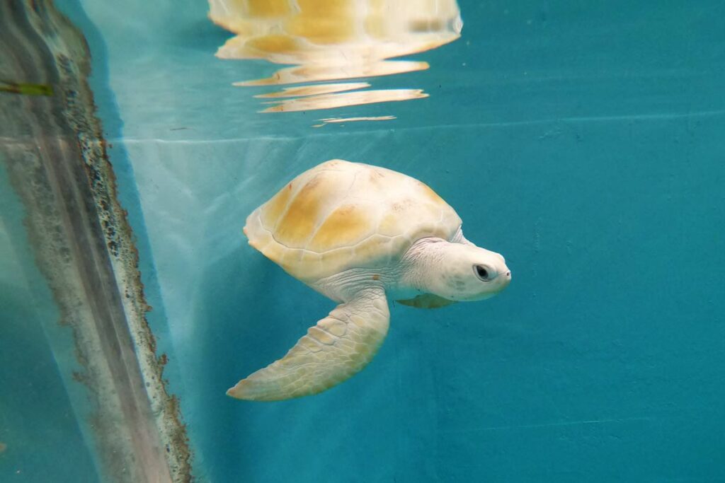 A rare white turtle, Maldives