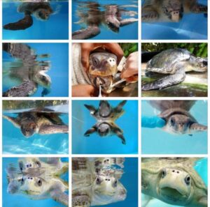 Turtle patients at Olive Ridley Project Rescue Centre Maldives