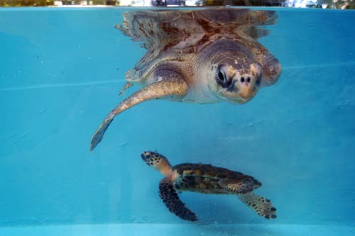 Turtle best friends Arti & Kaushell at ORP Turtle Rescue Centre