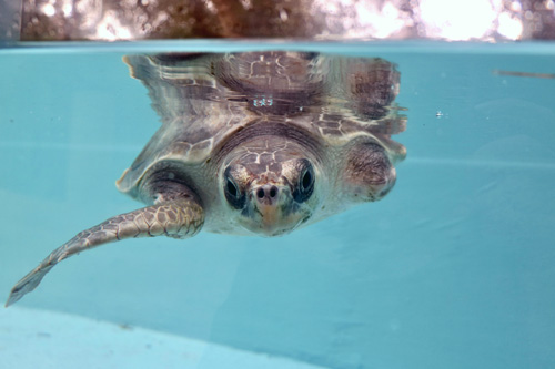 Juvenile turtle patient Arti, a ghost gear amputee, in the tank at the ORP Turtle Rescue Centre, Maldives. Image.