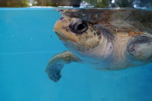 Olive Ridley turtle patient Arti, ORP Turtle Rescue Centre, Maldives