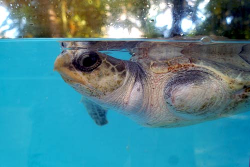 Olive Ridley turtle patient Arti, ORP Turtle Rescue Centre, Maldives