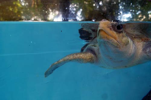 Olive Ridley turtle patient Arti coming up for air, ORP Turtle Rescue Centre, Maldives