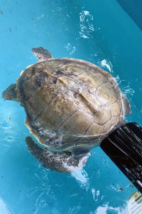 Turtle patient Arti hiding his head in a hollow toy whilst taking a nap, image