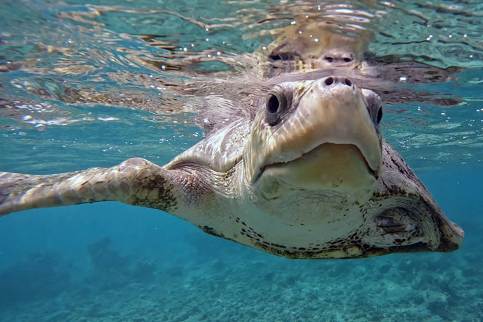 Turtle patient Azura on a sea swim. Image.