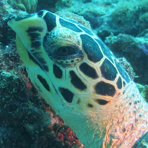 barnacles on turtles