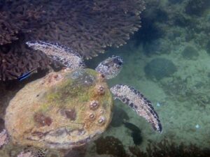 Green turtle with excessive barnacles, Oman