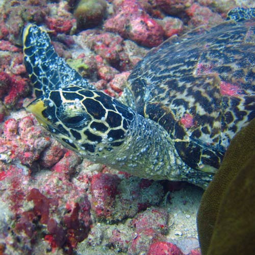 Turtle with high barnacle cover on face Maldives