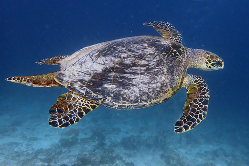 Male hawksbill turtle, long tail, Kuredu Express, Lhaviyani Atoll, MaldivesImage.