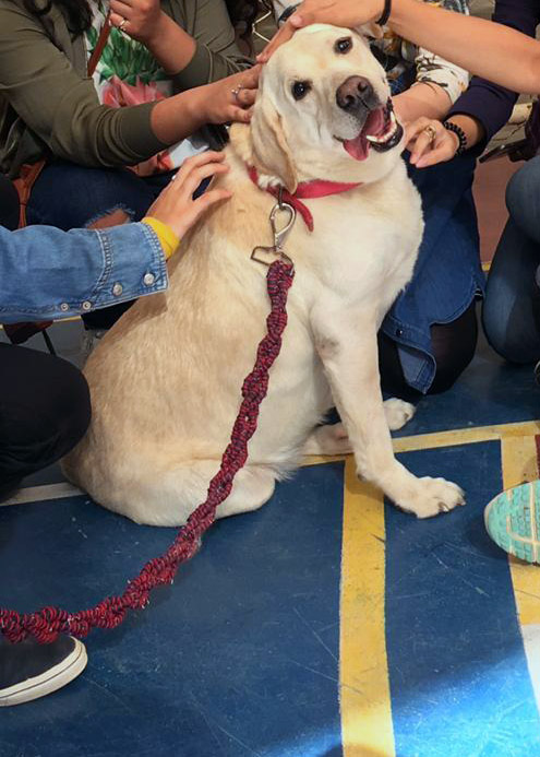 Happy dog with ghost net leash by ACF