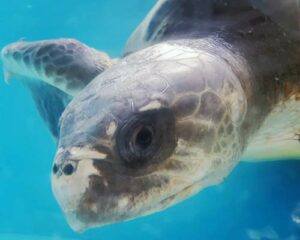 Olive ridley ghost net victim recovering after flipper amputation, ORP Turtle Rescue Centre, Maldives