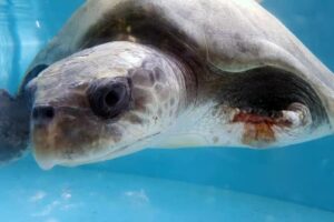 Ghost net victim recovering at ORP Rescue Centre, Maldives