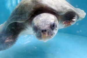 Ghost net victim recovering at ORP Rescue Centre, Maldives