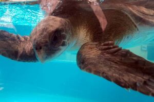 Olive ridley turtle suffering from buoyancy syndrome, ORP Rescue Centre, Maldives