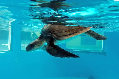 Olive ridley turtle suffering from buoyancy syndrome, ORP Rescue Centre, Maldives