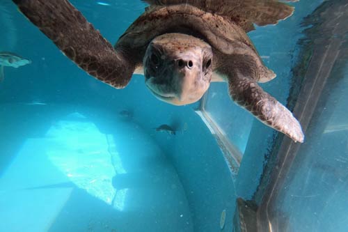 urtle patient Florence fully recovered and ready to be released