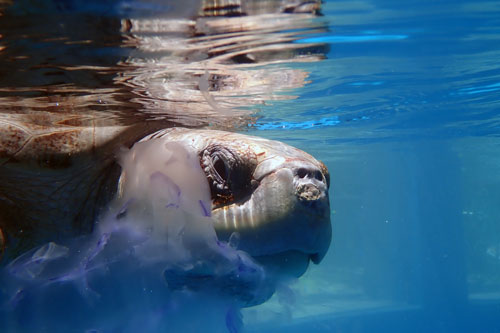 Turtle patient Azura enjoying a jellyfish treat, ORP Turtle Rescue Centre,Maldives