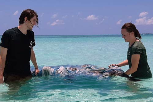 Brian and Dr Claire rescuing a turtle entangled in tarpaulin, Maldives