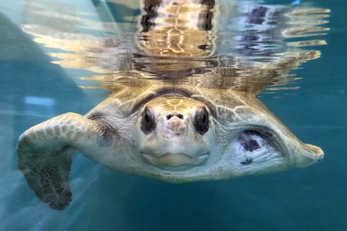 Olive ridley turtle patient Azura at the ORP Turtle Rescue Centre in Maldives.