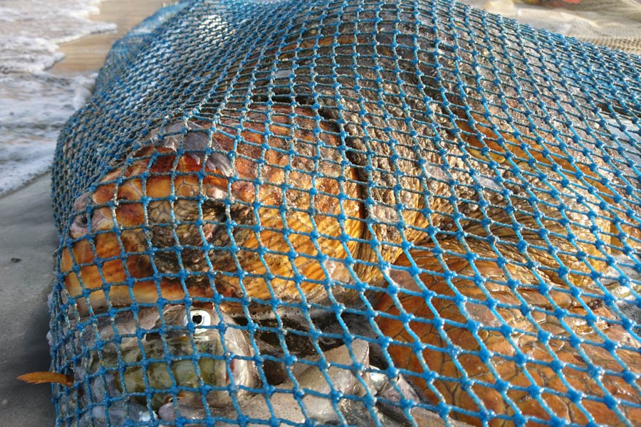 Loggerhead turtle caught as by-catch, Oman. The turtle was successfully released back into the ocean. ©Zoe Cox