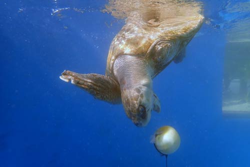 Turtle patient Azura practising diving with a buoy at ORP Turtle Rehab Centre, One & Only Reethi Rah, Maldives