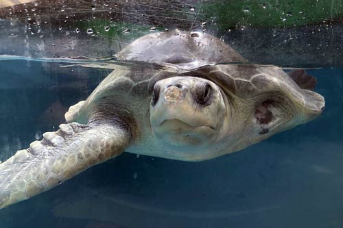 Turtle patient Azura post surgery to remove proliferative tissue on her nose