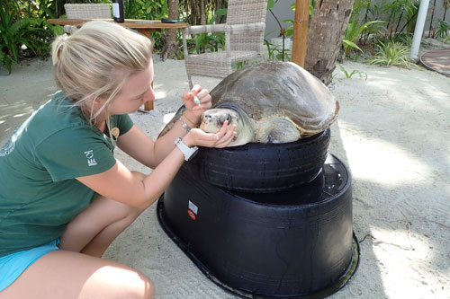 Turtle patient Azura getting an injection from Sea Turtle Biologist Laura