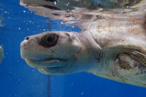 Left profile of turtle patient Azura at ORP Turtle Rehabilitation Centre, Maldives. Image.