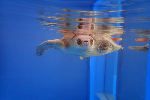 Olive ridley turtle patient Azura in her tank, ORP Turtle Rehab Centre, Maldives