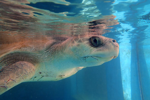 Ghost net victim and flipper amputee, olive ridley turtle Azura, Maldives, image