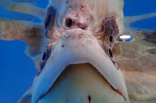 Olive ridley turtle patient Azura, ORP Turtle Rehab Centre, Maldives