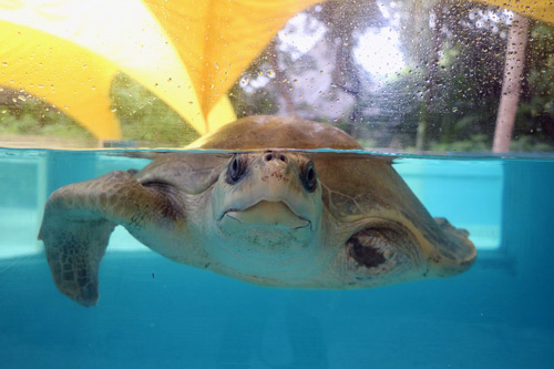 Turtle patient Azura in the tank at the Rescue Centre. Image.