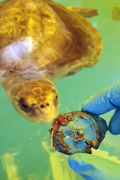 Photo of Azura and the plastic bottle cap she defecated after more than a yeat at the Rescue Centre.