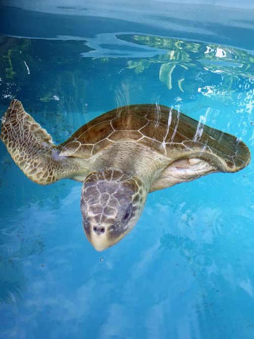 Turtle patient Joy at the ORP Turtle Rescue Centre Maldives