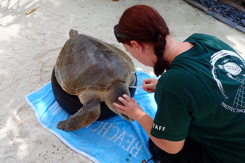 Vet Jackie checking out Azura at ORP One & Only Turtle Rehabilitation Centre