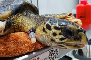 Hawksbill turtle patient Faith at the ORP rescue centre Maldives