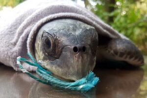 Olive ridley turtle Elba swallowed fishing net during her entanglement ordeal, Maldives