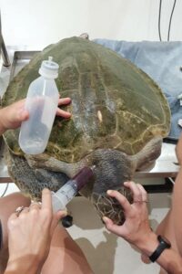 Olive ridley turtle Heidi donating blood to save fellow turtle patient Faith ORP Turtle Resuce Centre Maldives