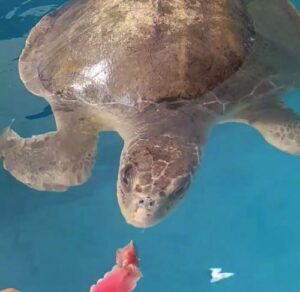 Turtle patient Lynn has finally started eating