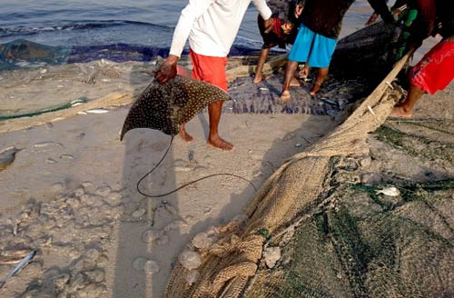 An eagle ray caught as bycatch in Oman was lucky to be alive and released back into the sea.