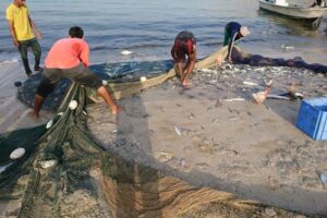 A fishing net with a turtle, eagle ray and guitar fish caught as bycatch beeing pulled up on the beach, Oman