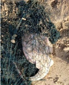 A guitar fish caught as bycatch in Oman did not survive