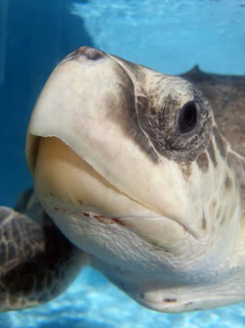 Close up of turtle patient Elba ORP Rescue Centre Maldives