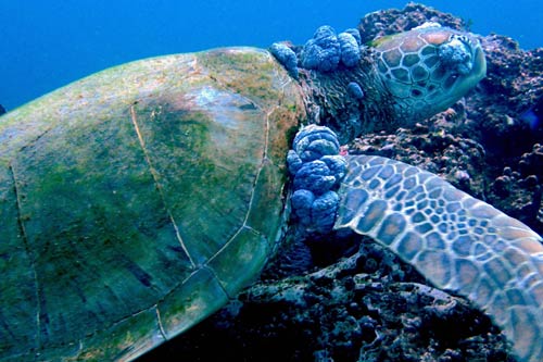 The impact of pollution on sea turtles. Pollutants building up in tissue over time could lead to immuno-suppression (often associated with fibropapillomatosis disease). A green sea turtle with fibropapillomatosis tumors in Kenya